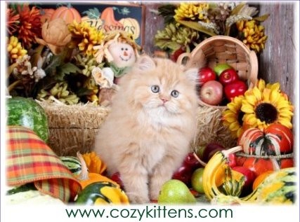 Cozy Kittens & Sue Johnson - www.cozykittens.com