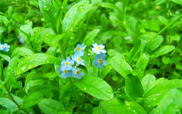 Morning Dew