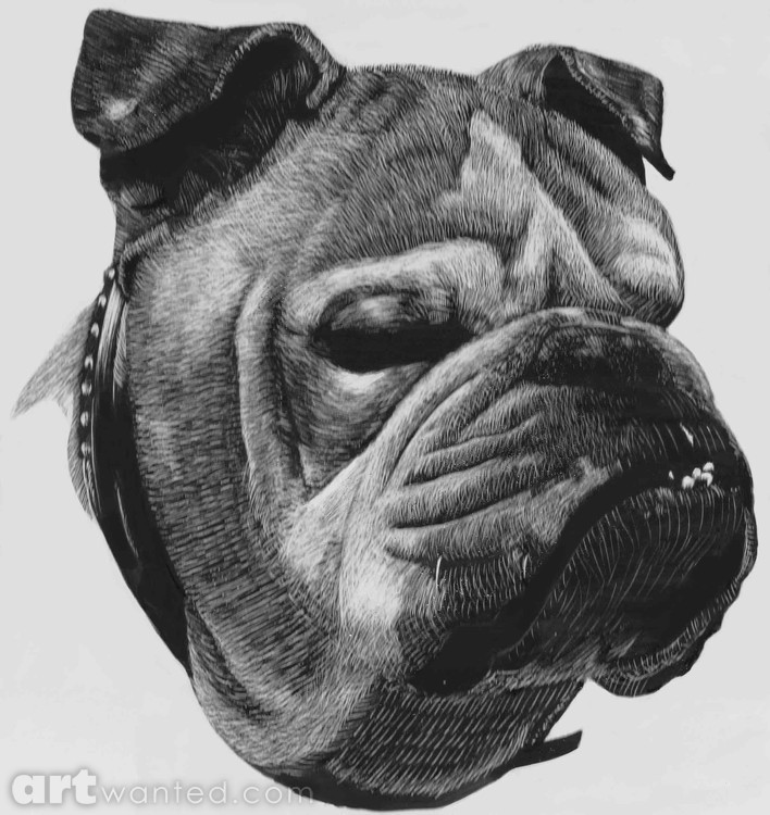 Bulldog