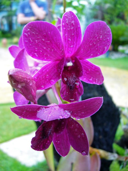 Purple Orchid