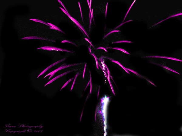 Fuscia Fireworks 