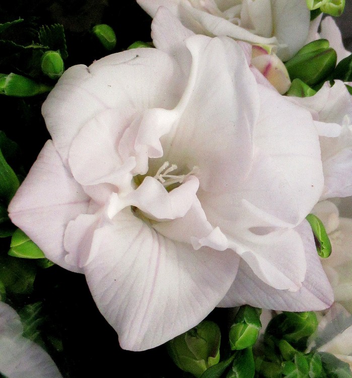 WHITE BEAUTY