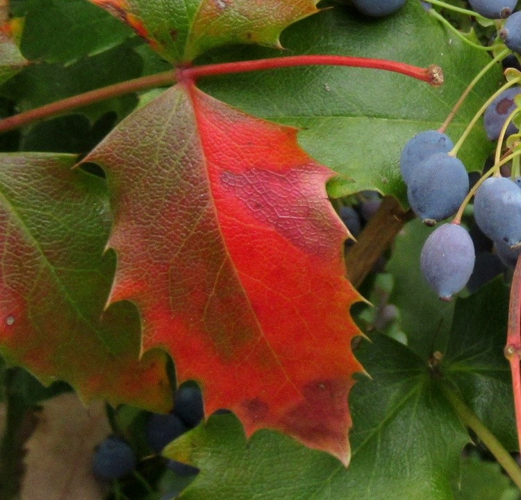 MAHONIA COLORED LEAF