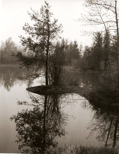 morning on pond