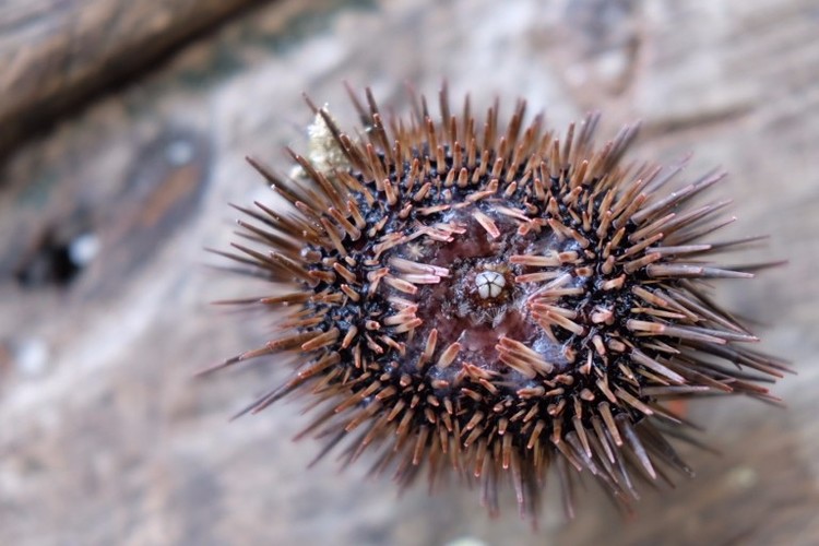 urchin