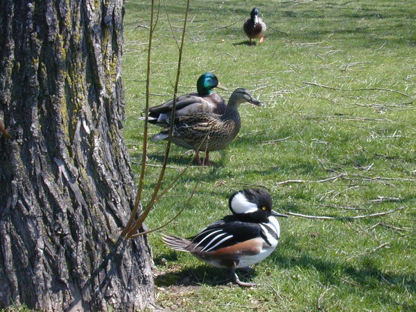 Odd Duck