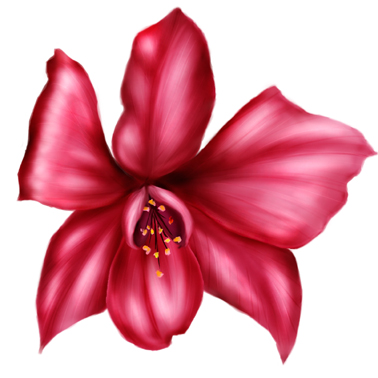 Orchid Fuchsia