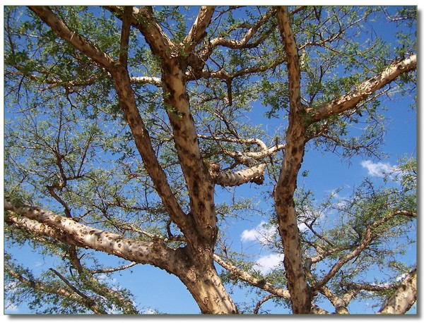 Paper bark thorn tree 3
