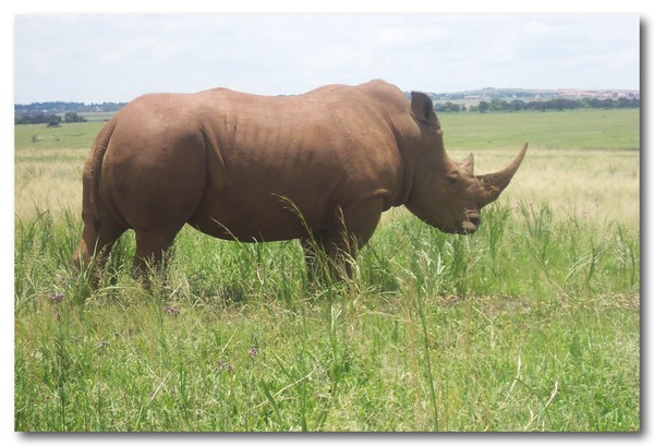 Rhino at Rietvlei