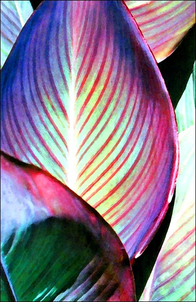 Canna No. 1