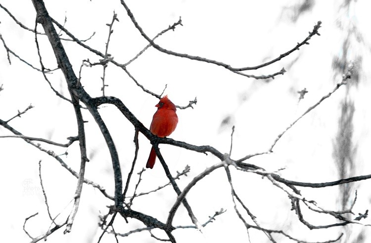 One cardinal
