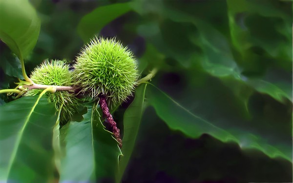 chestnut