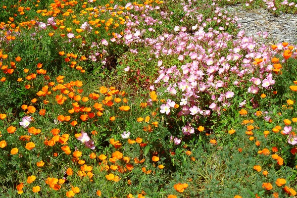 Flowers Eveywhere