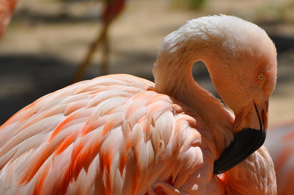 Flamingo