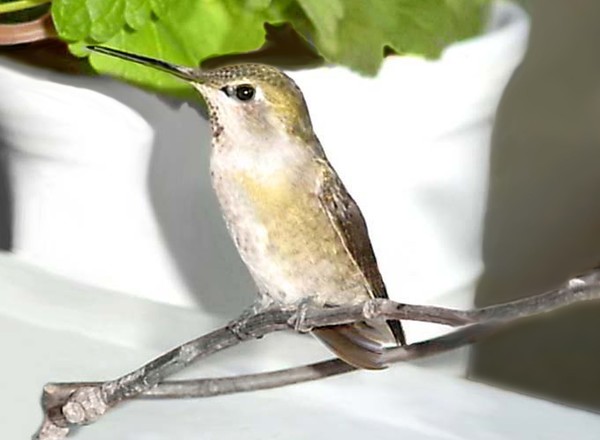 Belmont Hummers