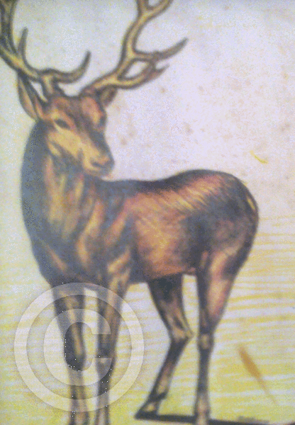 Deer