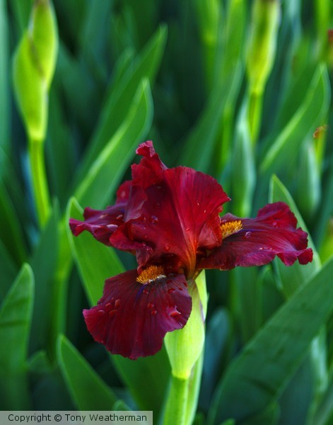 Iris 2 ne1187