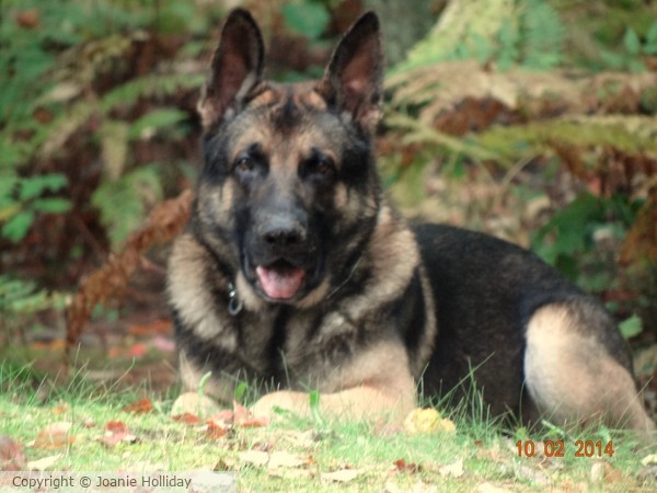 REBEL ENJOYING THE BEGINING OF FALL-PHOTO