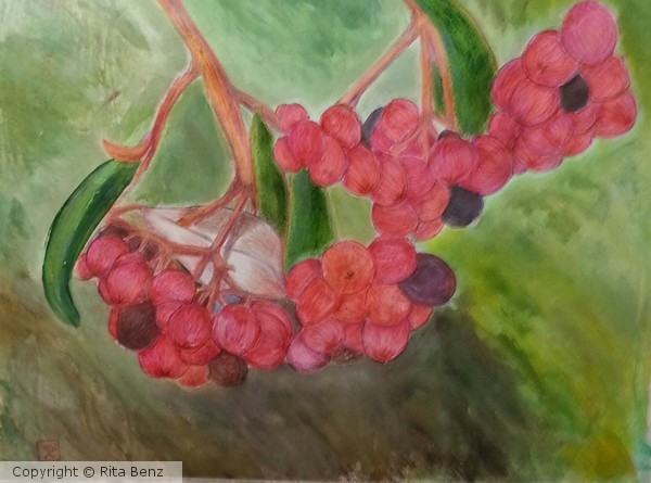 Coffee Berries
