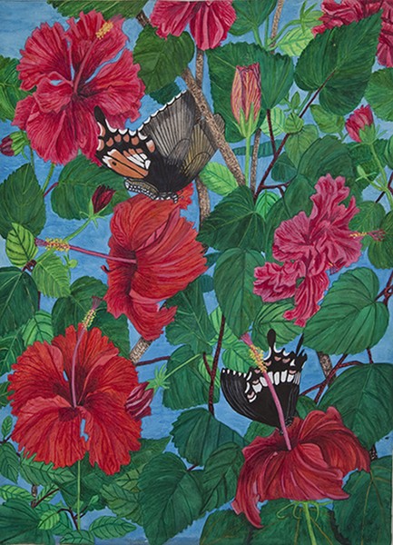 Swallowtails on Habiscus Flowers