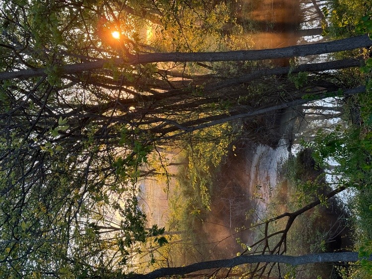 Sunrise Through Woods and Fog