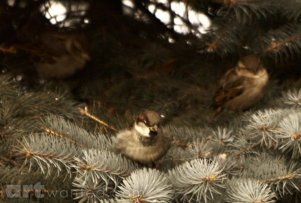 Sparrows In Shelter