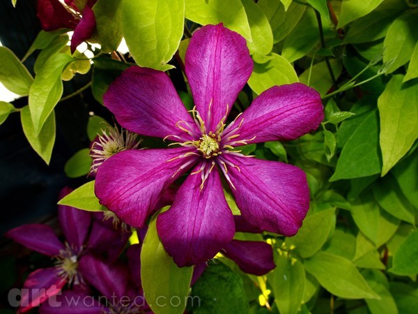 PRETTY PURPLE