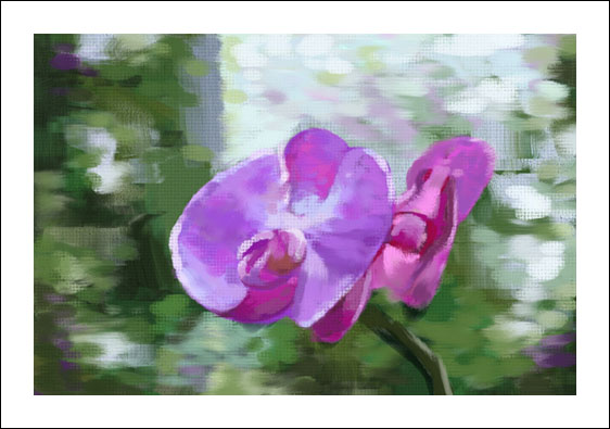 Purple Orchis