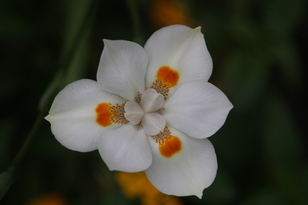 Floral