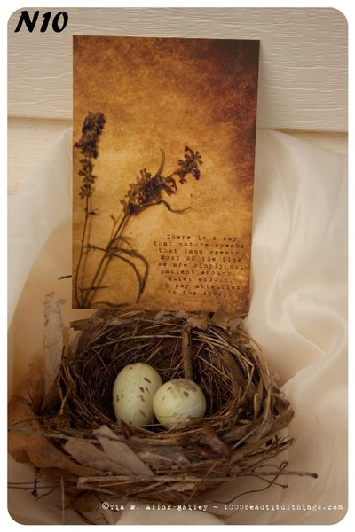 Nature Postcard N10 Ready to Ship
