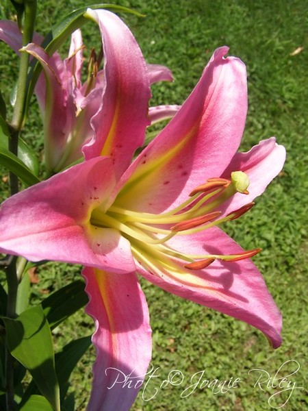 very pink