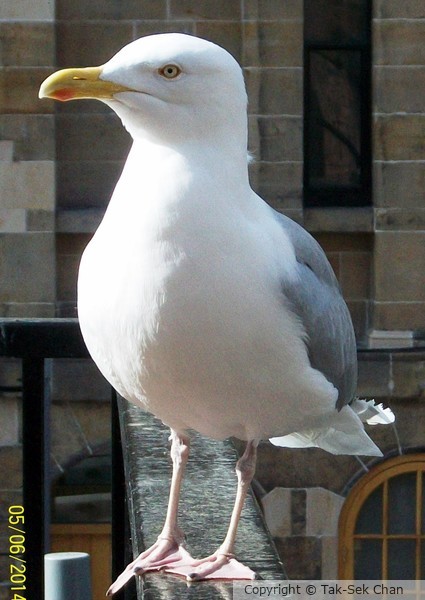 A confident seagull, Scotland, 04-06-2014