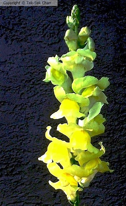 Snapdragon (Antirrhinum majus), Alaska 2012