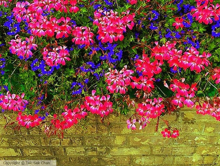 Geranium (pelargonium hortorum), Frigate, Port Jefferson, NY, 09-28-2025