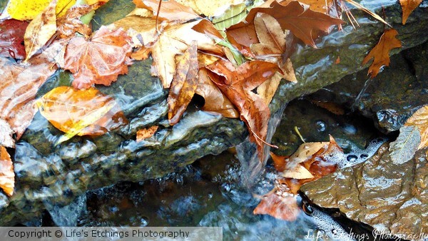 Bubbling Brook