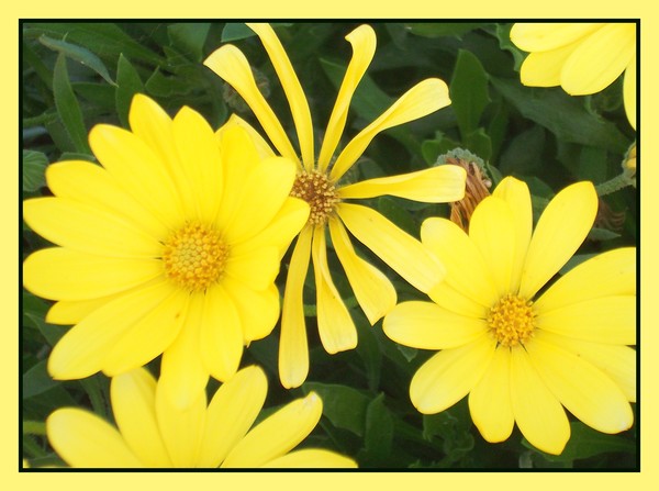 Flower Power