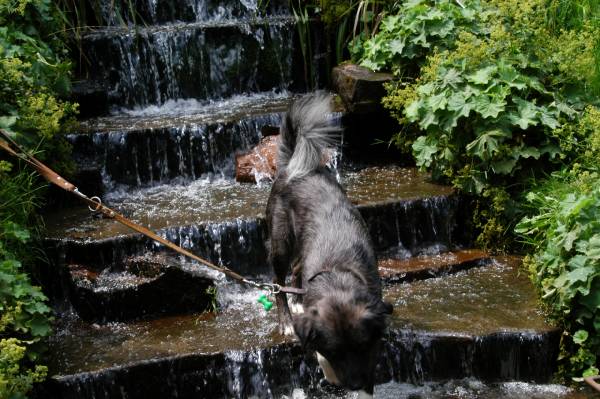 Doggie Spa in Baden Baden