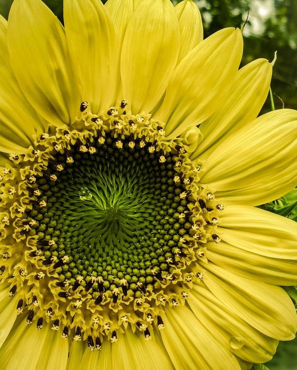 Lemon Lime Sunflower