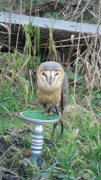 Owls and birds of prey 07