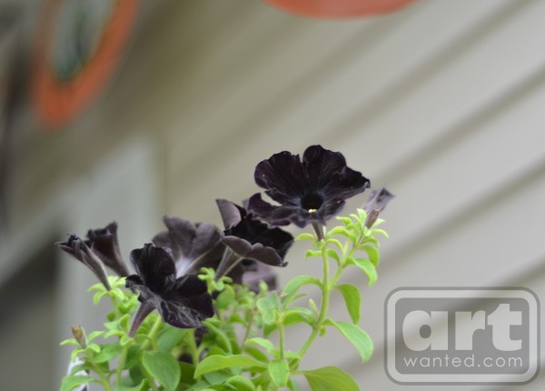Black Velvet