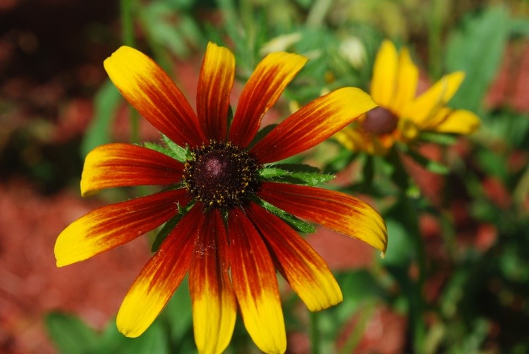 Variegated Black Eyed Susan