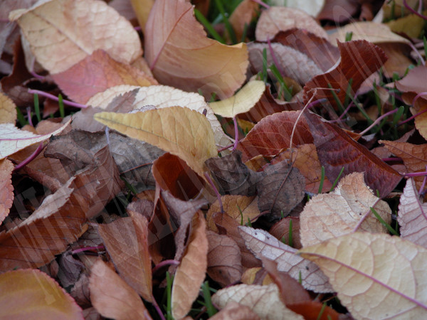 0CTOBER LEAVES