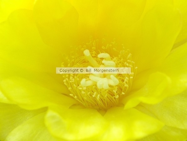 Cactus Flower