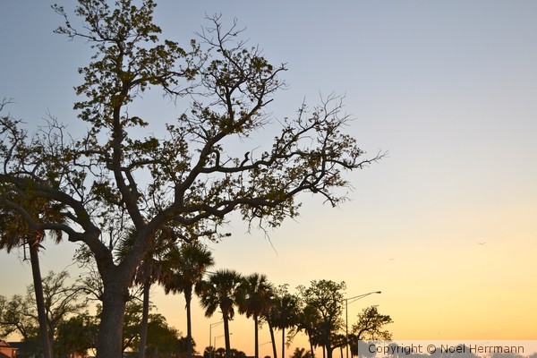 Trees at Dusk