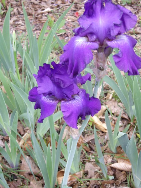 Lavender Iris
