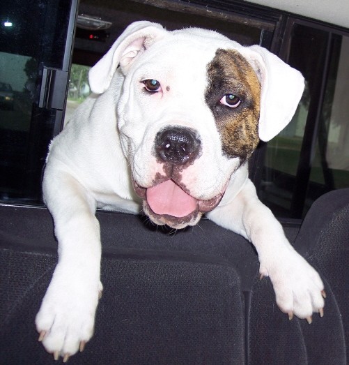 Brooklyn the Bulldog