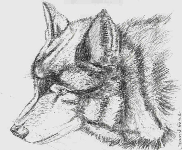Wolf in Charcoal