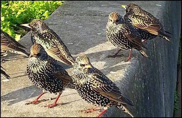 Starlings in the Sun