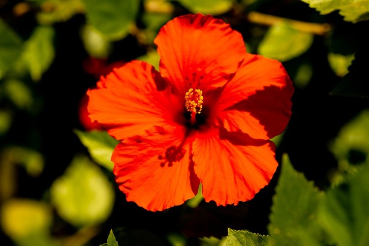 Orange Hawaiian Hibiscus