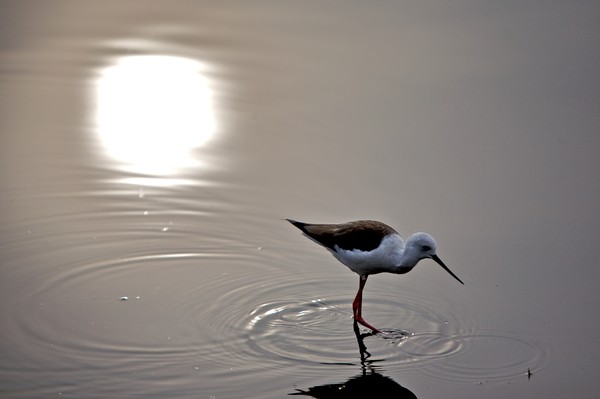 Female Black-Winged Stilt (Himanthopus himanthopus
